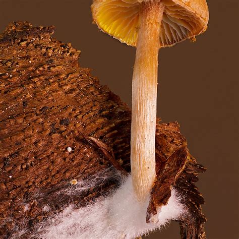 The Enigmas and Marvels of Mycelium