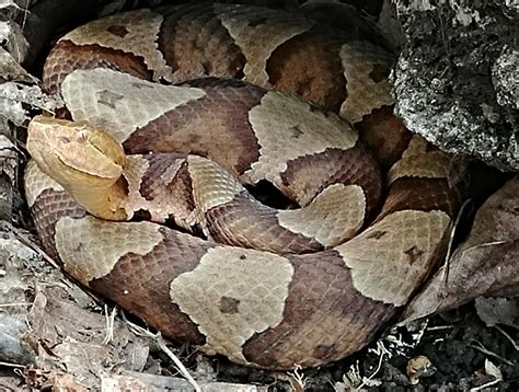 The Enigmatic Allure of the Copperhead Snake