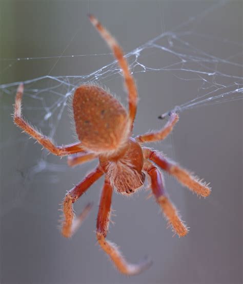 The Enigmatic Appearance of the Orange Spider