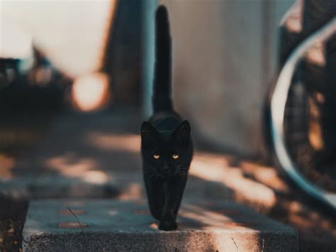 The Enigmatic Aura Surrounding Ebony Felines