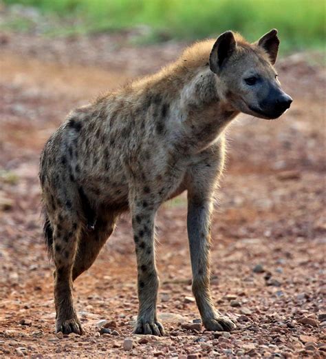 The Enigmatic Black Hyena: An Extraordinary and Enthralling Species