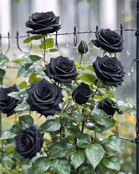 The Enigmatic Black Rose: Its Presence in Art, Literature, and Popular Culture