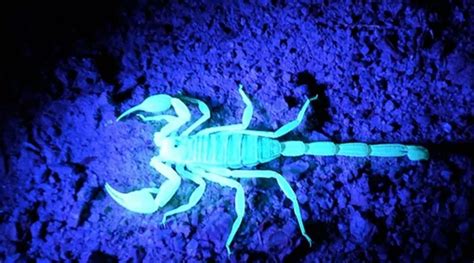 The Enigmatic Blue Scorpion: A Mysterious Symbol of Transformation