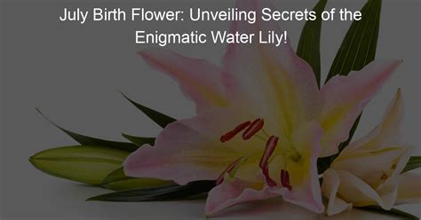 The Enigmatic Communication of Blush Lilies: Unveiling their Secret Language and Vibrations