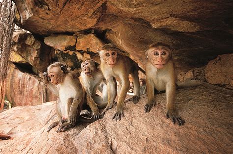 The Enigmatic Creatures of the Ancient Monkey Kingdom