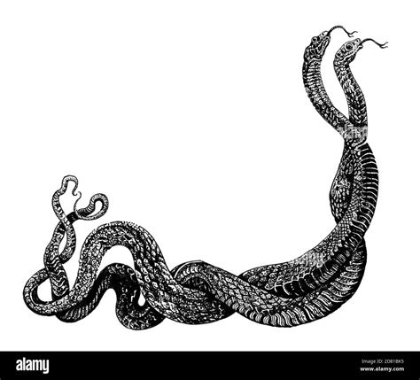 The Enigmatic Dance: Unraveling the Symbolism of Two Entwined Serpents