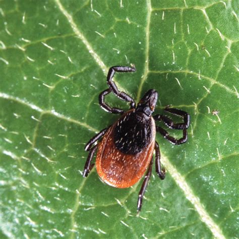 The Enigmatic Deer Tick: A Hidden Menace