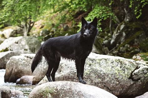 The Enigmatic Ebon Canine: An Exceptional and Captivating Breed