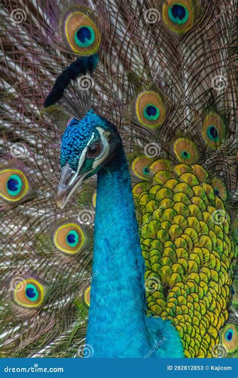 The Enigmatic Elegance of the Majestic Peafowl