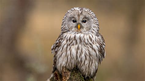 The Enigmatic Essence of Owls in Dreams