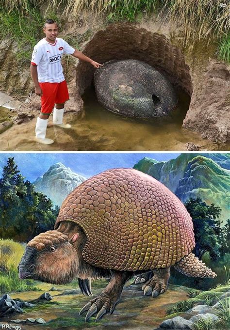 The Enigmatic Giant Armadillo: Evolutionary Marvel or Ancient Relic?