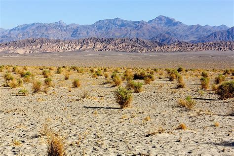 The Enigmatic Influence of Arid Environments