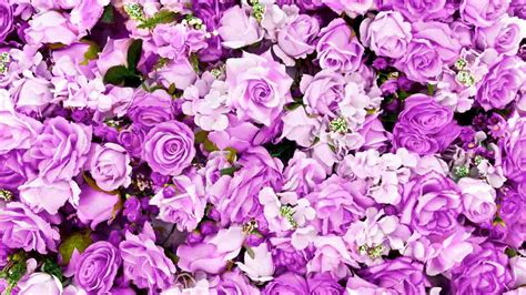 The Enigmatic Language of Purple Roses: Surrendering to the Allure