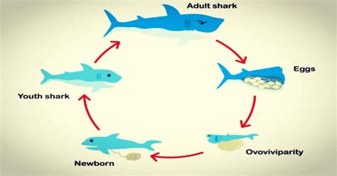 The Enigmatic Life Cycle of Sharks