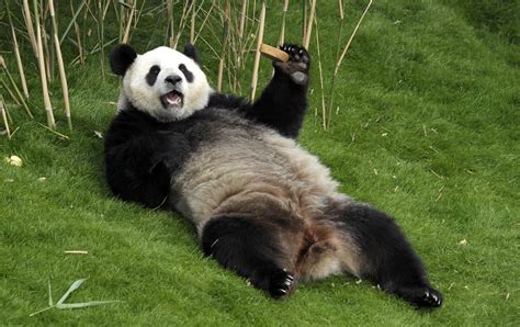 The Enigmatic Lives: A Glimpse into the Intriguing Behavior of Pandas