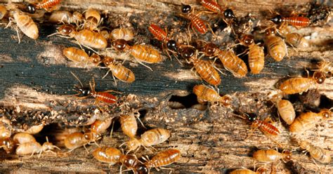 The Enigmatic Lives of Termites: Deciphering their Mysterious Behaviors