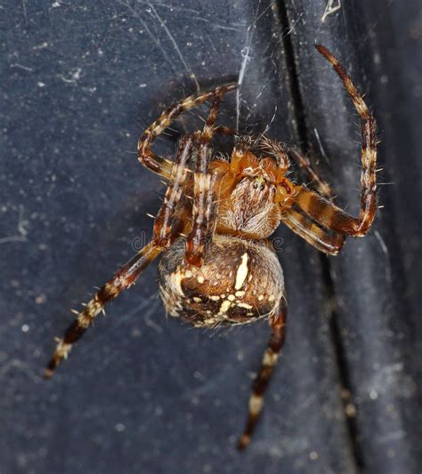 The Enigmatic Mating Rituals of Orb Weaving Spiders