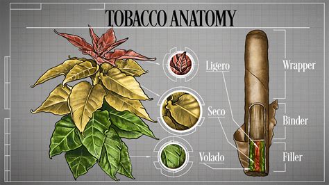 The Enigmatic Meanings Concealed in Tobacco Leaves