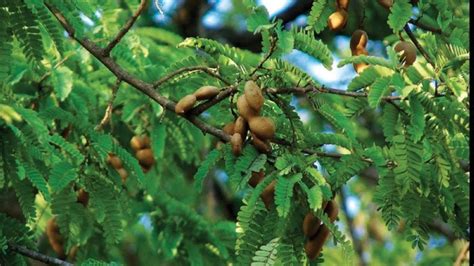 The Enigmatic Origins and Cultural Significance of Tamarind