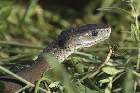 The Enigmatic Origins of the Black Mamba