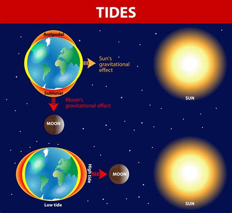 The Enigmatic Origins of the Low Tide Phenomenon