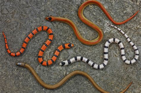 The Enigmatic Origins of the Serpent with Stripes