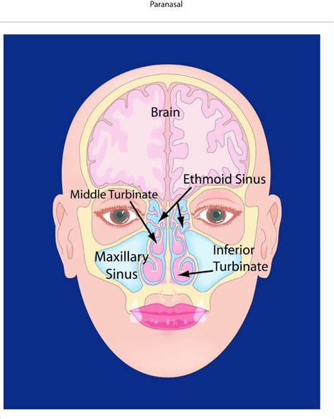 The Enigmatic Phenomenon of Imagining an Insect within Your Nasal Passages