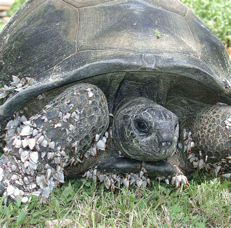 The Enigmatic Phenomenon of Tortoise Reveries: Exploring the Scientific Basis