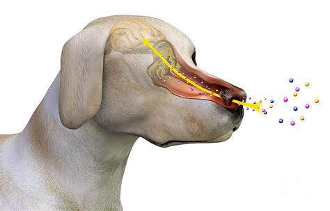 The Enigmatic Potential of Canine Olfaction: Decoding its Secrets