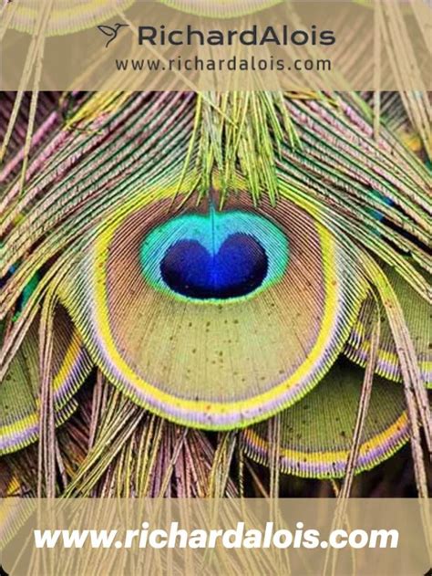 The Enigmatic Power of the Peacock Feather: Exploring Mystical Significance