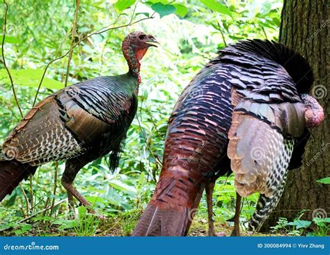 The Enigmatic Presence of Wild Turkeys in the Majestic Mountains