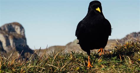 The Enigmatic Realm of Avian Friends: Unveiling the Mystique of Companionship with Crows