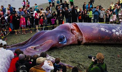 The Enigmatic Realm of Giant Squid: Unveiling the Truth Behind the Myths