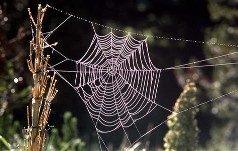 The Enigmatic Realm of Spider Silk