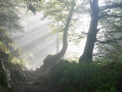 The Enigmatic Sensation of Walking through a Mystical Fog