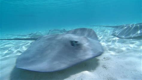 The Enigmatic Significance of Stingray Stings