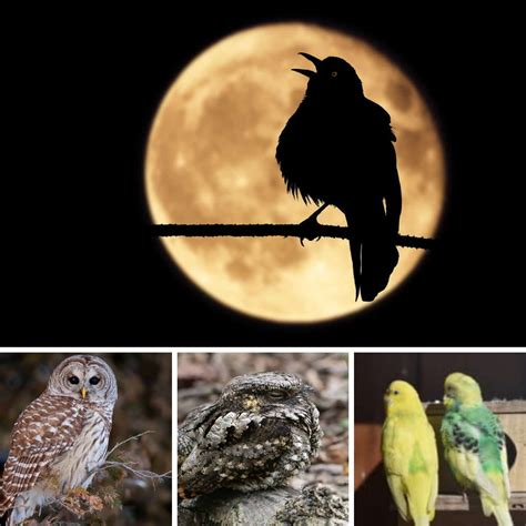 The Enigmatic Significance of a Fearsome Nocturnal Bird