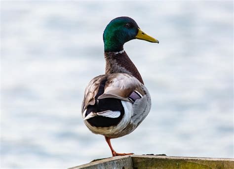 The Enigmatic Significance of a Injured Waterfowl in Reveries