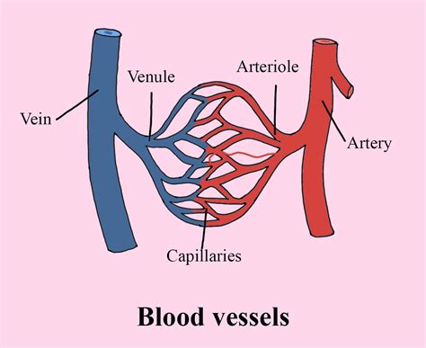 The Enigmatic Significance of a Scarlet Vessel