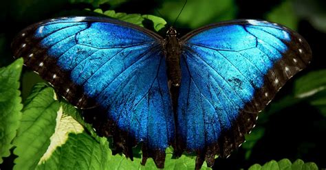 The Enigmatic Significance of the Azure Butterfly in Dreams