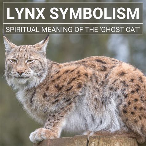 The Enigmatic Significance of the Mysterious Melanistic Felis lynx: Decoding its Symbolic Meaning