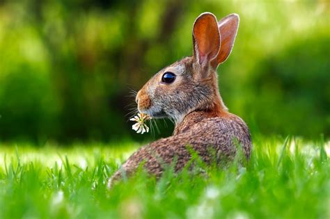 The Enigmatic Symbolism of Rabbits in Dreams