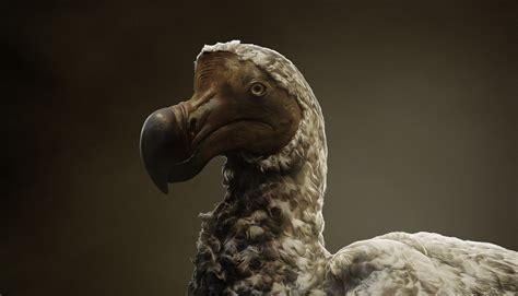 The Enigmatic Tale of the Dodo Bird: Unraveling its Secrets