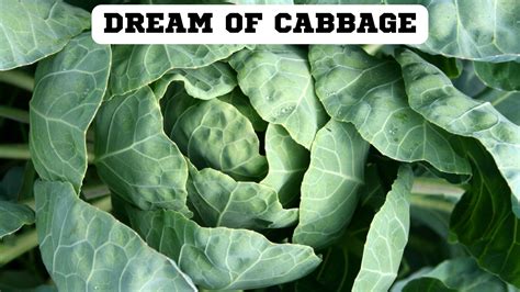 The Enigmatic Universe of Dreaming About Cabbage