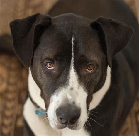 The Enigmatic Vanishing of a Cherished Canine Companion