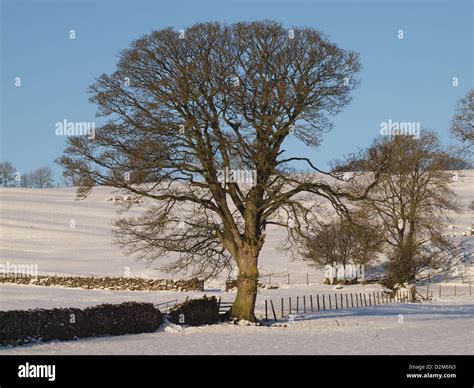 The Enigmatic Vision of a Majestic Sycamore Laden with Mature Harvest