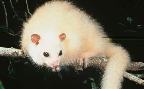 The Enigmatic White Possum: A Rare Marvel of Australian Wildlife