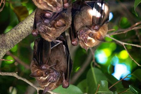 The Enigmatic World of Bats