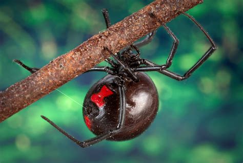 The Enigmatic World of Black Widow Spiders