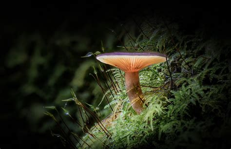 The Enigmatic World of Dark Toadstools: An Expedition into the Unexplored